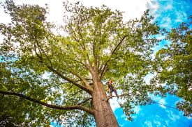 Best Tree Health Inspection  in Allardt, TN
