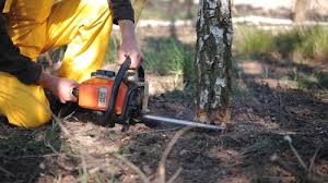Best Tree Risk Assessment  in Allardt, TN