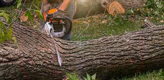 Best Firewood Processing and Delivery  in Allardt, TN