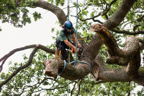 Best Palm Tree Trimming  in Allardt, TN