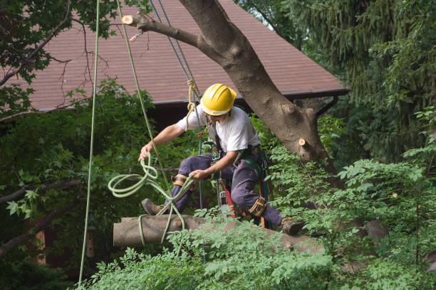 Leaf Removal in Allardt, TN