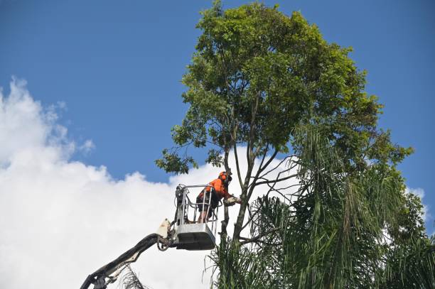 Allardt, TN Tree Care Company