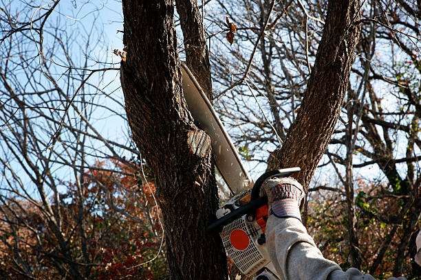 Best Utility Line Clearance  in Allardt, TN