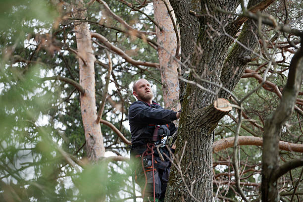 Best Hazardous Tree Removal  in Allardt, TN