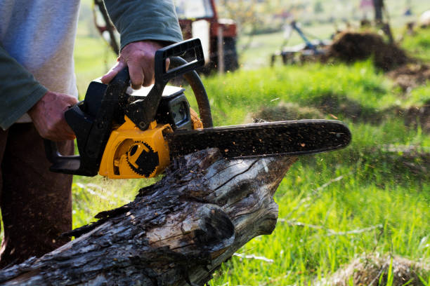 How Our Tree Care Process Works  in  Allardt, TN