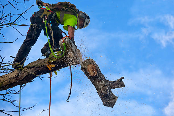 Lawn Maintenance Plans in Allardt, TN