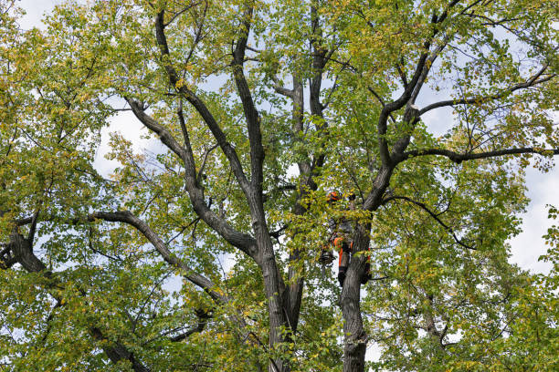 Best Tree Cabling and Bracing  in Allardt, TN