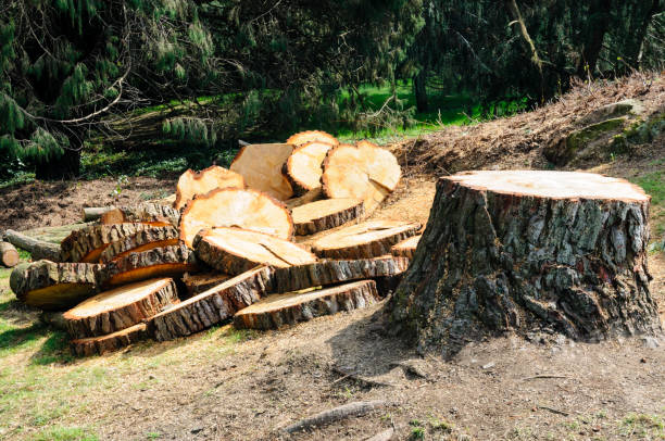 Best Tree Maintenance Programs  in Allardt, TN